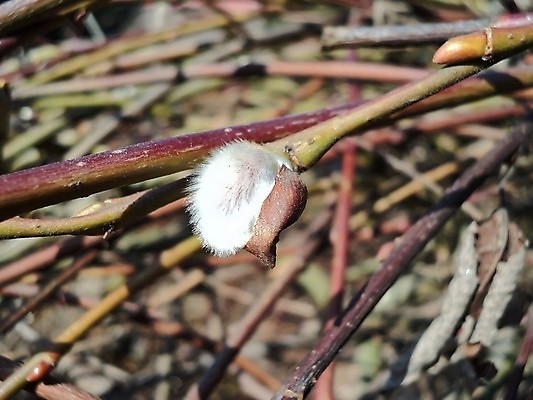 포토 JPG 해외이미지 식물 계절 자연 사람없음 봄 해외202004 해외포토 생태계 파일형식 이미지허브