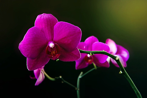 포토 JPG 해외이미지 식물 꽃잎 꽃 줄기 분홍색 꽃다발 백그라운드 꽃무늬 자연 사람없음 장식 컬러풀 보라색 어둠 봄 벚꽃 나뭇가지 신선 화려 개화 난초 제비꽃 흰배경 향기 아로마 호접란 향 아로마테라피 이국적 해외202004 해외포토 나무 계절 컬러 컨셉 무늬 흰색 생태계 냄새 테라피 파일형식 이미지허브