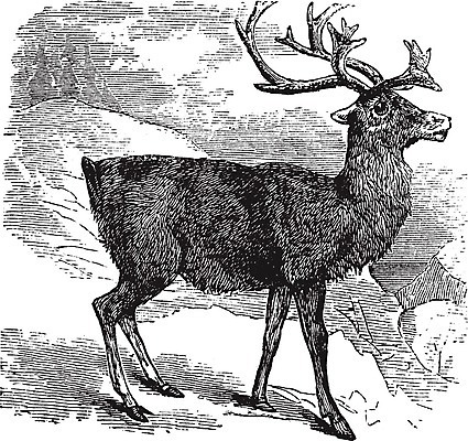 EPS 해외이미지 동물 응시 야생동물 겨울 일러스트 포유류 자연 초식동물 사슴 뿔 미술 야외 검은색 수확 골동품 흰색 황무지 인쇄 북극 그림 사냥 북쪽 판화 내추럴 순록 옛날 초식 반추동물 해외202004 해외일러스트 시선 계절 컬러 농업 문화예술 극지방 방향 생태계 파일형식 벡터 이미지허브