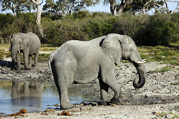 포토 JPG 해외이미지 동물 야생동물 여행 포유류 아프리카 자연 코끼리 사람없음 큼 사파리 무거움 동물상 보츠와나 해외202004 해외포토 나라 조형물 무게 크기 생태계 파일형식 이미지허브