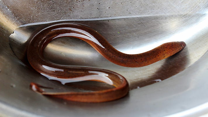 포토 JPG 해외이미지 동물 음식 바다 백그라운드 자연 조개 새우 어류 요리 사람없음 빨간색 물 강 수중 저녁식사 흰색 신선 칵테일 그릴 장어 해산물 암초 수족관 고립 해외202004 해외포토 자연요소 컬러 주방용품 어패류 주류 갑각류 식사 수중동물 생태계 파일형식 이미지허브