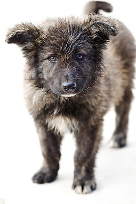 포토 JPG 해외이미지 동물 손 포유류 거리 피곤 종류 사람 사람없음 야외 반려동물 슬픔 시골 도시 기다림 구출 개 달콤 강아지 고독 보호 가난 버리기 배고픔 호기심 송곳니 노숙자 땅바닥 방치 우울증 헬프 혼자 해외202004 해외포토 감정 컨셉 모션 바닥 신체부위 도움 맛 치아 질병 파일형식 이미지허브