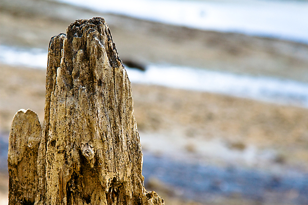 포토 JPG 해외이미지 나무 자연 산 건조 사람없음 목재 환경 죽음 닫기 보호 숲 묘사 질감 통나무 뿌리 나무껍질 자원 잡동사니 내추럴 벌목 생태학 수목 옛날 해외202004 해외포토 식물 교육 컨셉 재료 모션 껍질 생태계 파일형식 이미지허브
