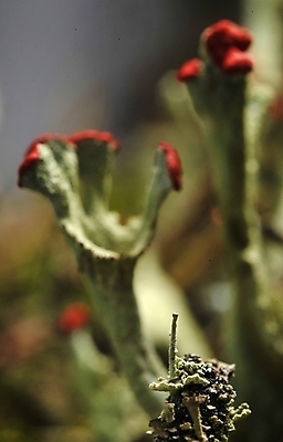 포토 JPG 해외이미지 식물 백그라운드 쿠션 잎 패턴 자연 추상 이끼 풍경 사람없음 야외 초록색 여름 환경 회색 추위 매트 성장 가을 흰색 황무지 닫기 숲 작음 북극 질감 북쪽 내추럴 곰팡이 순록 해외202004 해외포토 계절 컬러 무늬 모션 크기 극지방 방향 생태계 파일형식 이미지허브