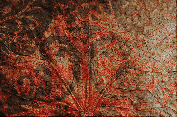 포토 JPG 해외이미지 디자인 벽 백그라운드 컨셉 잎 패턴 벽지 미술 사람없음 장식 빨간색 수확 문신 그림 복고 심플 그런지 옛날 해외202004 해외포토 식물 컬러 무늬 농업 문화예술 파일형식 이미지허브