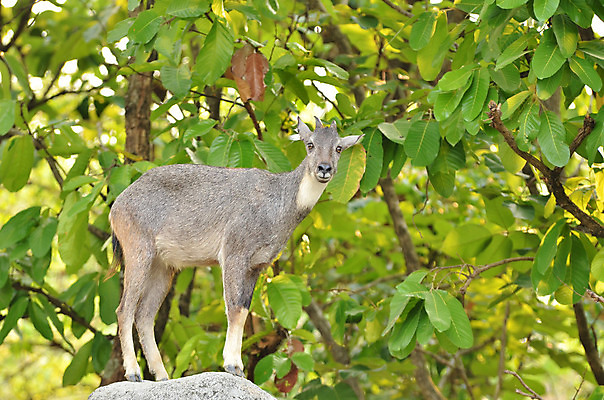 포토 JPG 해외이미지 동물 야생동물 포유류 산 털 뿔 사람없음 회색 보호 작음 언덕 영양 멸종 서식지 내추럴 해외202004 해외포토 컬러 컨셉 크기 파일형식 이미지허브