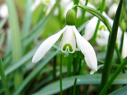 포토 JPG 해외이미지 식물 꽃잎 꽃 줄기 잎 겨울 꽃무늬 자연 아침 매달리기 사람없음 야외 초록색 빛 햇빛 반사 머리 환경 정원 봄 성장 벚꽃 흰색 신선 개화 숲 서식지 내추럴 헌병 해외202004 해외포토 주간 계절 컬러 무늬 모션 신체부위 태양 군인 생태계 파일형식 이미지허브
