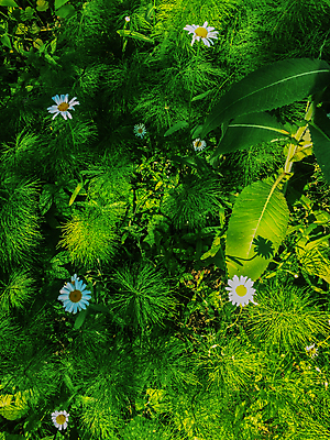 포토 JPG 해외이미지 식물 디자인 계절 공원 꽃잎 꽃 줄기 백그라운드 잎 꽃무늬 밭 자연 추상 건강 사람없음 야외 초록색 햇빛 태양 약 농장 새싹 맑음 봄 성장 벚꽃 흰색 시골 그룹 허브 심볼 묘사 에코 데이지 내추럴 모종 밭일 처음 캐모마일 해외202004 해외포토 자연요소 공공시설 컬러 무늬 농업 의학 날씨 환경 생태계 파일형식 이미지허브