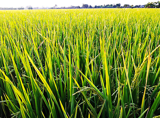 포토 JPG 해외이미지 나무 식물 전통 계절 꽃 아시아 지구 음식 여행 백그라운드 패턴 농업 태국 자연 밥 노동자 미술 풍경 사람없음 야외 초록색 여름 농작물 농장 농경지 정원 농사 시골 업무 농부 숲 낟알 땅 질감 장면 논밭 밭일 해외202004 해외포토 직업 나라 산업 컬러 무늬 밭 문화예술 논 작업 생태계 파일형식 이미지허브