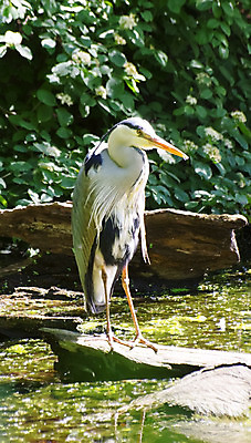 포토 JPG 해외이미지 동물 야생동물 자연 조류 사람없음 물새 해외202004 해외포토 생태계 파일형식 이미지허브