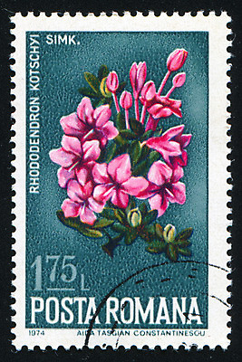 포토 JPG 해외이미지 식물 꽃잎 꽃 줄기 꽃무늬 자연 봉투 사람없음 수확 골동품 벚꽃 메시지 역사 물개 진달래 편지 꽃집 복고 엽서 루마니아 우표 내추럴 옛날 해외202004 해외포토 유럽 무늬 농업 포유류 상점 바다동물 생태계 파일형식 이미지허브