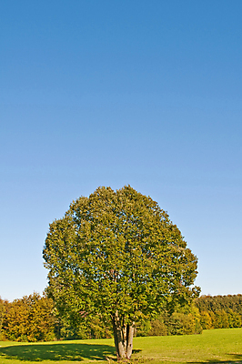 포토 JPG 해외이미지 나무 구름 밭 자연 하늘 풍경 사람없음 초록색 파란색 환경 가을 시골 보호 방법 옛날 해외202004 해외포토 자연요소 식물 계절 컬러 컨셉 농업 생태계 파일형식 이미지허브