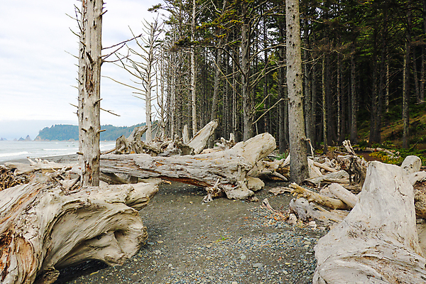 포토 JPG 해외이미지 구름 공원 실루엣 바다 여행 올림픽 자연 하늘 국립공원 풍경 사람없음 야외 물 여름 파란색 컬러풀 반사 미국 일몰 새벽 안개 개울 통나무 태평양 암초 북쪽 워싱턴 전국 지질학 많음 해외202004 해외포토 자연요소 나무 계절 공공시설 교육 스포츠 컬러 컨셉 북아메리카 날씨 촬영기법 강 노을 방향 생태계 파일형식 이미지허브