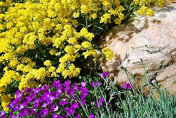 포토 JPG 해외이미지 식물 꽃 백그라운드 자연 사람없음 초록색 노란색 정원 봄 바위 난초 닫기 자주색 제비꽃 묘사 해외202004 해외포토 계절 컬러 모션 돌_바위 생태계 파일형식 이미지허브