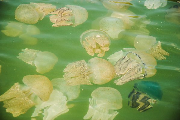 포토 JPG 해외이미지 꽃 호수 바다 섬 종류 어류 사람없음 초록색 물 컬러풀 수중 구멍 해조류 변화 황금 산호 보호 수집 싱크대 생태계 생물학 태평양 암초 젤리 서식지 해파리 생태학 석회암 소금물 인구 해외202004 해외포토 자연요소 식물 교육 컬러 컨셉 디저트 수중동물 암석 해양식물 자포동물 개수대 파일형식 이미지허브