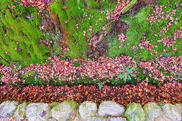 포토 JPG 해외이미지 나무 식물 계절 공원 실루엣 도로 여행 백그라운드 무지개 잎 패턴 자연 하늘 지붕 휴식 풍경 사람없음 빨간색 파란색 빛 컬러풀 햇빛 태양 정원 일본 활발 덮개 가을 나뭇가지 신선 보행로 닫기 숲 그늘 오솔길 강렬 해외202004 해외포토 자연요소 공공시설 아시아 길 컬러 컨셉 무늬 교통시설 모션 촬영기법 뚜껑 생태계 파일형식 이미지허브