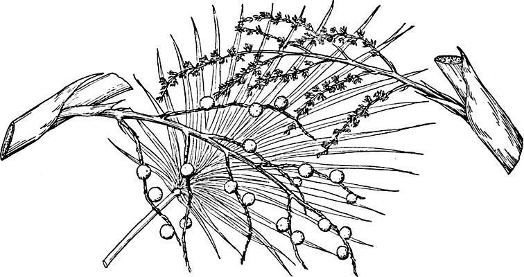 EPS 해외이미지 나무 식물 선 일러스트 손바닥 미술 검은색 미국 수확 흰색 나뭇가지 부채 그림 북쪽 쿠바 판화 플로리다 해외202004 해외일러스트 손 컬러 북아메리카 농업 문화예술 중앙아메리카 방향 파일형식 벡터 이미지허브