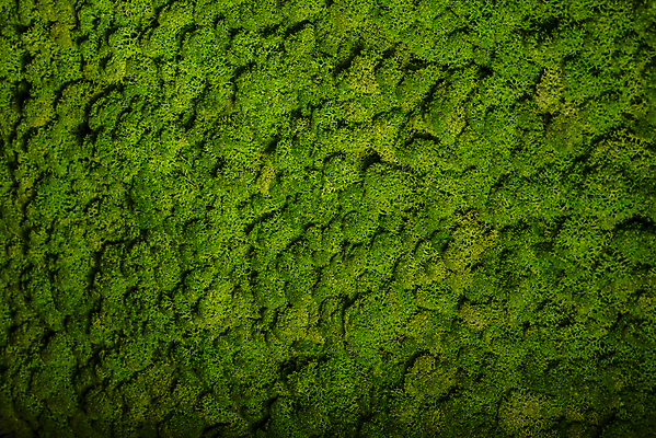 포토 JPG 해외이미지 식물 디자인 벽 백그라운드 잎 패턴 자연 표면 추상 이끼 사람없음 내부 초록색 성장 신선 닫기 묘사 질감 내추럴 순록 스칸디나비아 옛날 해외202004 해외포토 컬러 무늬 모션 생태계 파일형식 이미지허브