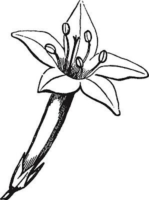 EPS 해외이미지 식물 꽃잎 꽃 선 잎 일러스트 미술 서기 검은색 수확 흰색 그림 판화 꽃수술 스타일 해외202004 해외일러스트 컬러 농업 모션 문화예술 파일형식 벡터 이미지허브