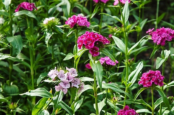 포토 JPG 해외이미지 식물 디자인 계절 꽃잎 꽃 줄기 분홍색 꽃다발 결혼 백그라운드 자연 발렌타인데이 선물 사랑 동양인 사람없음 장식 빨간색 초록색 컬러풀 정원 봄 벚꽃 흰색 축하 화려 심볼 카네이션 질감 아로마 동쪽 내추럴 특별함 해외202004 해외포토 감정 컬러 컨셉 데이이벤트 인종 이벤트 방향 생태계 파일형식 이미지허브