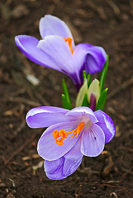 포토 JPG 해외이미지 식물 계절 꽃 잎 자연 사람없음 봄 러시아 해외202004 해외포토 유럽 생태계 파일형식 이미지허브