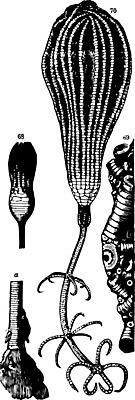 EPS 해외이미지 동물 선 바다 줄기 일러스트 미술 검은색 수확 흰색 그림 판화 석회암 해외202004 해외일러스트 식물 컬러 농업 문화예술 암석 파일형식 벡터 이미지허브