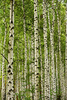 포토 JPG 해외이미지 나무 식물 계절 공원 길 백그라운드 잎 패턴 자연 풍경 사람없음 야외 초록색 여름 빛 햇빛 환경 화목 침묵 흰색 시골 신선 숲 순수 러시아 장면 나무껍질 자작나무 삼림지대 해외202004 해외포토 공공시설 유럽 컬러 컨셉 무늬 태양 소리 껍질 생태계 파일형식 이미지허브