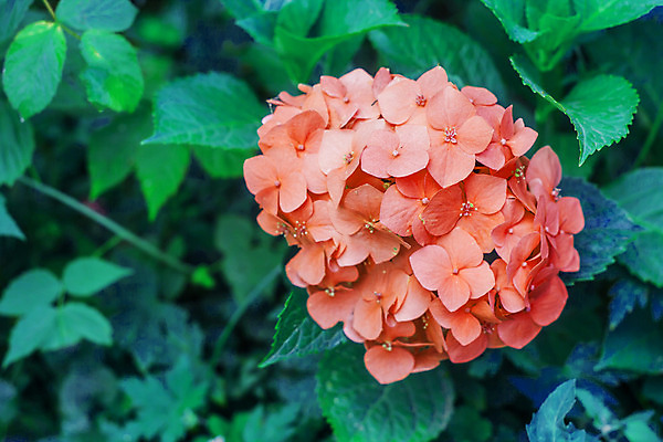 포토 JPG 해외이미지 식물 계절 꽃잎 꽃 분홍색 백그라운드 잎 패턴 오렌지 자연 선물 사람없음 야외 가로 초록색 여름 빛 머리 우주 정원 봄 활발 금지 벚꽃 신선 개화 우아함 싱글 원예 질감 복고 수국 내추럴 현상 방식 효과 해외202004 해외포토 컬러 컨셉 무늬 과일 취미 신체부위 생태계 파일형식 이미지허브
