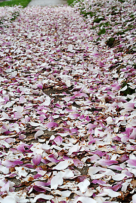 포토 JPG 해외이미지 나무 식물 계절 공원 꽃 실루엣 문화 모래 파도 바다 분홍색 여행 백그라운드 오렌지 자연 하늘 휴식 새로움 따뜻함 손바닥 풍경 사람없음 야외 물 태양 노란색 일출 일본 일몰 봄 벚꽃 흰색 체리 재산 황금 도쿄 저녁 연도 브라질 이국적 인기 파라다이스 브라질사람 전경 해외202004 해외포토 자연요소 손 공공시설 아시아 컬러 컨셉 과일 촬영기법 금융 노을 남아메리카 야간 생태계 파일형식 탑뷰 이미지허브