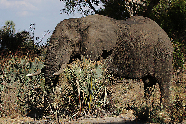 포토 JPG 해외이미지 동물 야생동물 아프리카 자연 코끼리 사람없음 초록색 회색 주름 습지 큼 사파리 보츠와나 스텝 해외202004 해외포토 나라 컬러 포유류 크기 생태계 파일형식 이미지허브