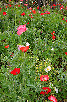 포토 JPG 해외이미지 나무 구름 계절 공원 꽃 분홍색 여행 백그라운드 겨울 오렌지 태국 자연 하늘 산 풍경 사람없음 야외 여름 파란색 컬러풀 노란색 일출 정원 맑음 봄 새벽 벚꽃 체리 황금 장면 해외202004 해외포토 자연요소 식물 공공시설 아시아 컬러 과일 날씨 노을 생태계 파일형식 이미지허브