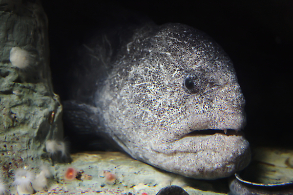 포토 JPG 해외이미지 어류 사람없음 수중 닫기 수족관 해외202004 해외포토 모션 수중동물 파일형식 이미지허브