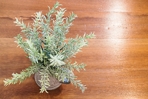 포토 JPG 해외이미지 식물 백그라운드 컨셉 자연 탁자 아이디어 실내 사람없음 내부 장식 초록색 빛 반사 환경 식당 카페 수확 성장 플라스틱 오브젝트 복고 카피스페이스 해외202004 해외포토 컬러 가구 농업 재질 상점 공백 생태계 파일형식 이미지허브