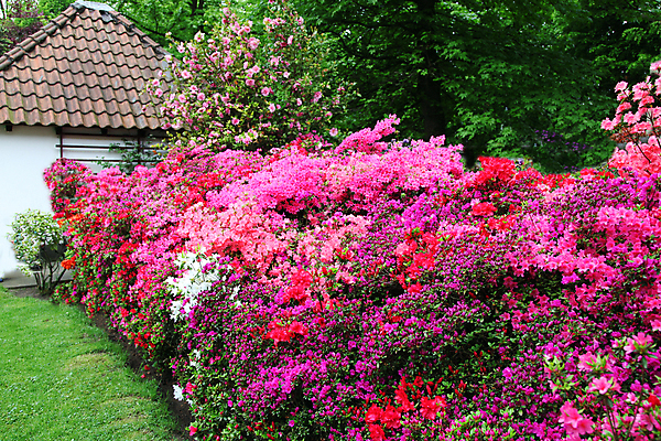 포토 JPG 해외이미지 식물 계절 꽃 분홍색 꽃무늬 자연 부동산 주택 잔디 취미 사람없음 야외 컬러풀 햇빛 정원 신선 개화 재산 자주색 원예 조경 강렬 세련 해외202004 해외포토 컬러 무늬 건물 금융 태양 생태계 파일형식 이미지허브