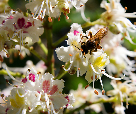 포토 JPG 해외이미지 나무 식물 구름 공원 꽃 잎 하늘 사람없음 야외 초록색 여름 파란색 정원 맑음 봄 벚꽃 흰색 나뭇가지 시골 꿀벌 6월 5월 벌 궤 라트비아 해외202004 해외포토 자연요소 계절 공공시설 컬러 곤충 날씨 북유럽 날짜 벌_곤충 파일형식 이미지허브
