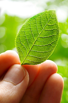 포토 JPG 해외이미지 나무 식물 손 공원 남자 컨셉 잎 손가락 자연 아침 사람없음 야외 초록색 빛 햇빛 환경 정원 봄 엄지손가락 성장 신선 잡기 숲 손톱 팔 보여주기 해외202004 해외포토 주간 계절 공공시설 컬러 모션 사람 신체부위 태양 생태계 파일형식 이미지허브