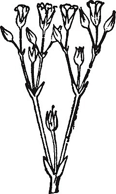 EPS 해외이미지 식물 선 줄기 일러스트 미술 검은색 수확 흰색 약초 그림 판화 식용 앞머리 해외202004 해외일러스트 헤어스타일 컬러 농업 문화예술 풀 파일형식 벡터 이미지허브