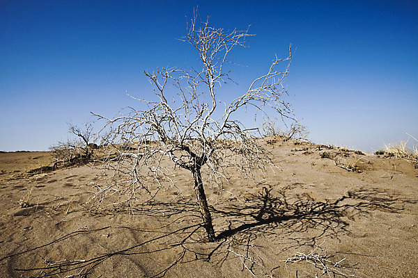 포토 JPG 해외이미지 주간 모래 자연 하늘 풍경 사람없음 야외 맑음 사막 뜨거움 모래언덕 이란 죽은나무 해외202004 해외포토 자연요소 나무 중동 날씨 언덕 생태계 파일형식 이미지허브