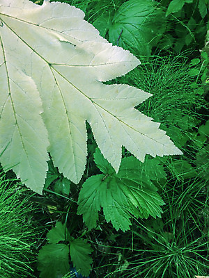 포토 JPG 해외이미지 식물 줄기 백그라운드 잎 자연 사람없음 야외 초록색 여름 빛 어둠 카펫 활발 광선 신선 숲 신비 허브 유기농 질감 녹색배경 내추럴 얇은 그리너리 해외202004 해외포토 웰빙 계절 컬러 컨셉 생태계 파일형식 트랜드컬러 이미지허브