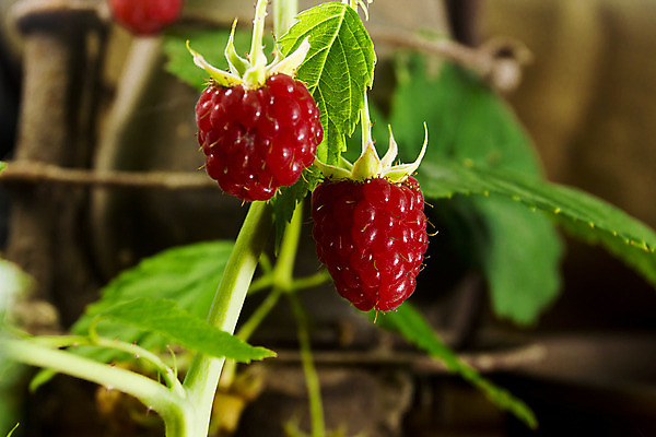 포토 JPG 해외이미지 식물 디자인 계절 열매 음식 농업 다이어트 과일 자연 매달리기 건강 요리 미술 사람없음 빨간색 세로 농장 정원 활발 수확 성장 나뭇가지 신선 그룹 달콤 다발 유기농 원예 날것 뿌리 산딸기 흙더미 내추럴 바이오 밭일 숙성 채식주의자 스타일 비건 해외202004 해외포토 나무 웰빙 산업 컬러 컨셉 모션 문화예술 취미 흙 맛 생태계 채식 파일형식 더미 이미지허브