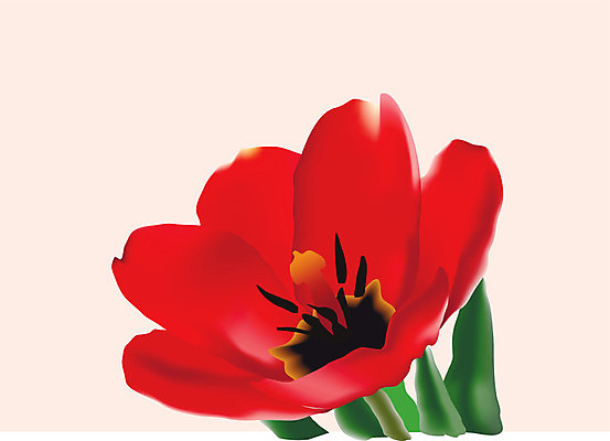 EPS 해외이미지 식물 디자인 꽃 백그라운드 잎 꽃무늬 일러스트 자연 벽지 부활절 발렌타인데이 선물 사랑 미술 장식 빨간색 초록색 여름 정원 맑음 화목 공백 튤립 수확 성장 축하 신선 신용카드 개화 다발 심볼 그림 원예 내추럴 고립 해외202004 해외일러스트 계절 기념일 감정 컬러 컨셉 무늬 농업 데이이벤트 날씨 문화예술 취미 금융 생태계 파일형식 벡터 이미지허브