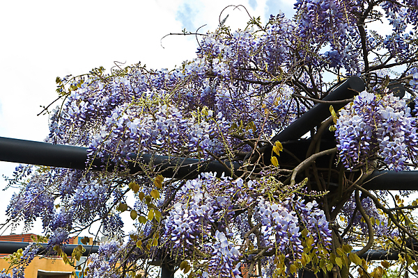 포토 JPG 해외이미지 나무 식물 꽃 아시아 자연 사람없음 장식 파란색 정원 보라색 중국 봄 벚꽃 개화 5월 라일락 해외202004 해외포토 계절 나라 컬러 날짜 생태계 파일형식 이미지허브
