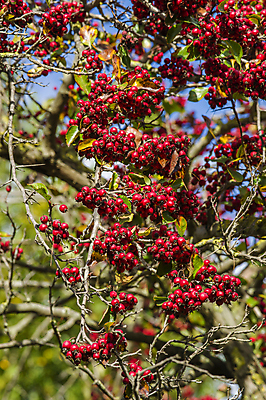 포토 JPG 해외이미지 나무 식물 계절 열매 백그라운드 패턴 자연 사람없음 빨간색 정원 가을 묘사 해외202004 해외포토 컬러 무늬 생태계 파일형식 이미지허브