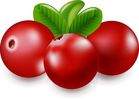 EPS 해외이미지 식물 라이프스타일 디자인 열매 포스터 음식 줄기 백그라운드 잎 과일 일러스트 재료 자연 디저트 주택 건강 빨간색 초록색 빛 약 주스 흰색 신선 투명 달콤 맛 약국 허브 오브젝트 유기농 꿀 테라피 고립 돌봄 크랜베리 해외202004 해외일러스트 웰빙 음료 컬러 컨셉 의학 모션 건물 생활 뷰티 생태계 파일형식 벡터 이미지허브