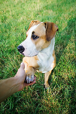 포토 JPG 해외이미지 동물 손 포유류 자연 악수 함께함 사랑 사람 사람없음 야외 믿음 우정 만남 인사 잡기 개 혼합 테리어 주기 팔 송곳니 떨림 기르기 섞기 지원 해외202004 해외포토 감정 컨셉 모션 손짓 신체부위 친구 예절 치아 생태계 돌봄 파일형식 이미지허브