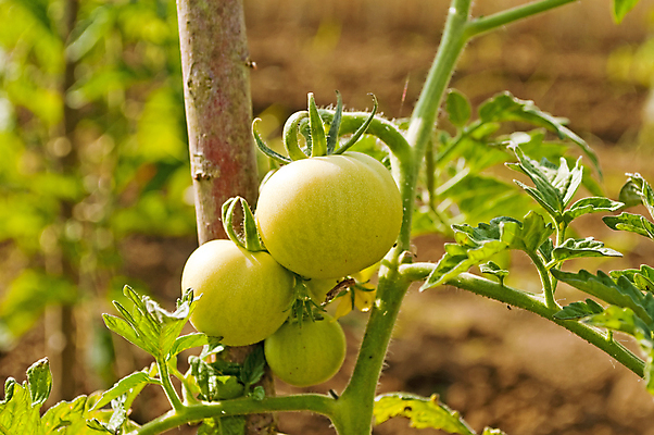 포토 JPG 해외이미지 식물 토마토 과일 건강 요리 사람없음 주방 정원 이탈리아 성장 수프 해외202004 해외포토 유럽 채소 파일형식 이미지허브
