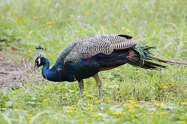 포토 JPG 해외이미지 공원 동물원 사람없음 야외 펼침 우아함 공작 숲 깃털 꼬리 해외202004 해외포토 공공시설 컨셉 모션 조류 파일형식 이미지허브