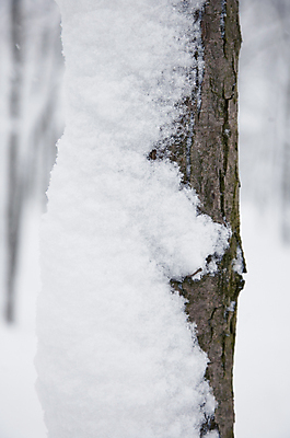 포토 JPG 해외이미지 나무 구름 계절 백그라운드 크리스마스 겨울 밭 자연 하늘 요정 이야기 풍경 사람없음 야외 파란색 냉동 얼음 침묵 새벽 추위 안개 흰색 시골 황무지 숲 시원함 서리 엽서 장면 흐림 깊이 벌거벗은 해외202004 해외포토 자연요소 식물 기념일 컬러 농업 날씨 소리 편지 생태계 파일형식 이미지허브