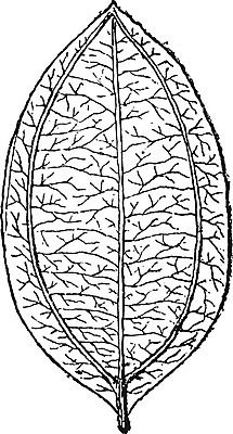 EPS 해외이미지 식물 동물 과학 잎 패턴 일러스트 생물 미술 검은색 수확 골동품 성장 흰색 스위스 향신료 그림 생물학 향 판화 정맥 옛날 해외202004 해외일러스트 교육 유럽 컬러 무늬 농업 문화예술 혈관 향미료 파일형식 벡터 이미지허브