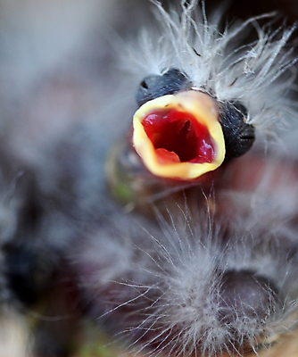 포토 JPG 해외이미지 동물 야생동물 오렌지 가족 자연 조류 병아리 사람없음 야외 노란색 나뭇가지 아기 신생아 오픈 입 둥지 작음 기아 배고픔 부리 부름 서식지 부화 비명 수유 해외202004 해외포토 나무 컬러 과일 관계 모션 사람 신체부위 크기 사회이슈 생태계 파일형식 이미지허브